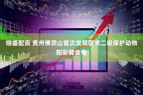 镕盛配资 贵州佛顶山首次发现国家二级保护动物阳彩臂金龟